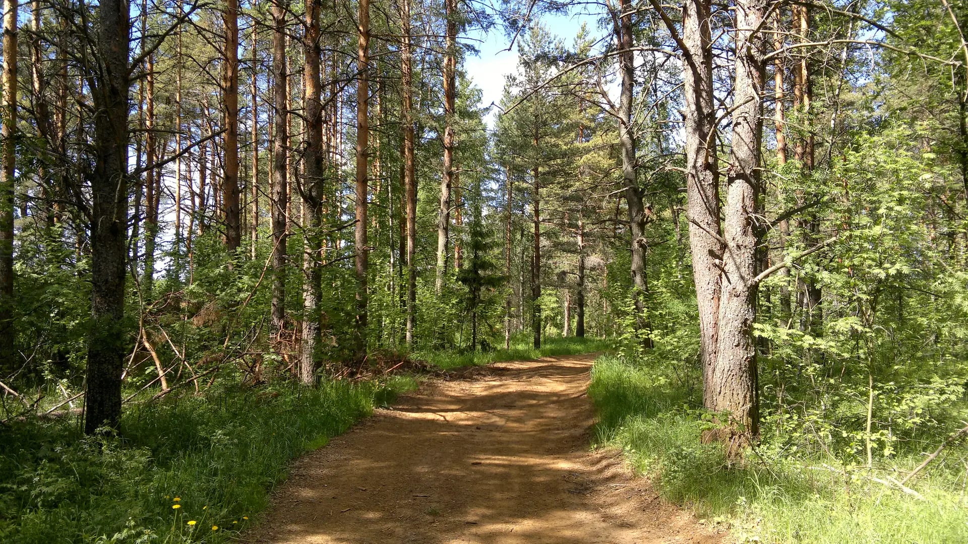 Песчаная тропа через сосновый лес на берегу Вуоксы солнечным днём